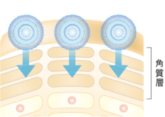 大きいサイズのナノカプセルの浸透イメージ